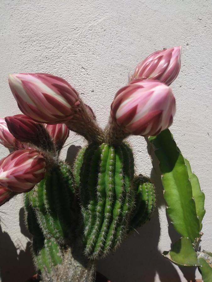 مبيت وإفطار باسّانو ديل غرابّا Poggio Del Sole المظهر الخارجي الصورة