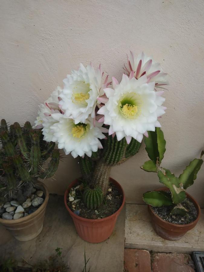 مبيت وإفطار باسّانو ديل غرابّا Poggio Del Sole المظهر الخارجي الصورة